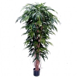 Ficus Longifolium Liana Deluxe 150cm